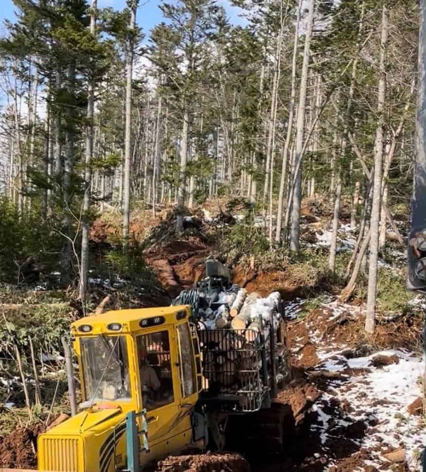 Keltainen metsäkone kuljettaa puukuormaa metsästä.